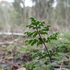 Cheilanthes austrotenuifolia at Carwoola, NSW - 16 Aug 2020