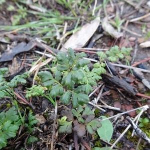 Cheilanthes austrotenuifolia at Carwoola, NSW - 16 Aug 2020 03:48 PM