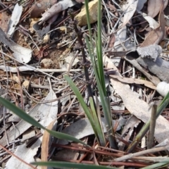 Lomandra multiflora (Many-flowered Matrush) at Carwoola, NSW - 16 Aug 2020 by JanetRussell