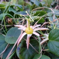 Passiflora herbertiana subsp. herbertiana (TBC) at Bawley Point, NSW - 20 Aug 2020 by Sybille