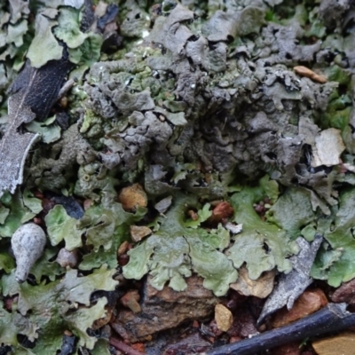 Parmeliaceae (family) (A lichen family) at Carwoola, NSW - 16 Aug 2020 by JanetRussell