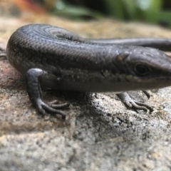 Carlia tetradactyla (Southern Rainbow Skink) at Nail Can Hill - 21 Aug 2020 by Damian Michael