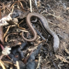 Morethia boulengeri (Boulenger's Skink) at Nail Can Hill - 21 Aug 2020 by Damian Michael