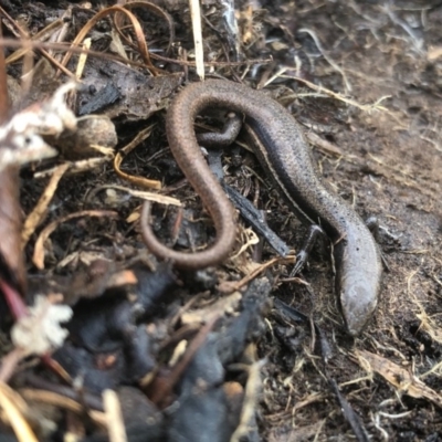 Morethia boulengeri (Boulenger's Skink) at Nail Can Hill - 21 Aug 2020 by Damian Michael