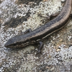 Morethia boulengeri (Boulenger's Skink) at Albury - 21 Aug 2020 by Damian Michael