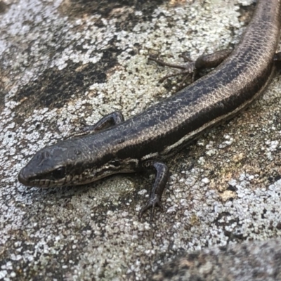 Morethia boulengeri (Boulenger's Skink) at Albury - 22 Aug 2020 by DamianMichael