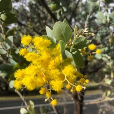 Acacia podalyriifolia (Queensland Silver Wattle) at Albury - 21 Aug 2020 by Damian Michael