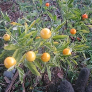 Solanum pseudocapsicum at Cook, ACT - 17 Aug 2020