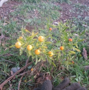 Solanum pseudocapsicum at Cook, ACT - 17 Aug 2020