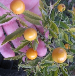 Solanum pseudocapsicum at Cook, ACT - 17 Aug 2020