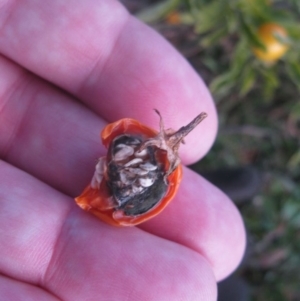 Solanum pseudocapsicum at Cook, ACT - 17 Aug 2020