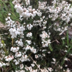 Cryptandra amara (Bitter Cryptandra) at Lavington, NSW - 21 Aug 2020 by Damian Michael