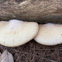 Crepidotus sp. (Crepidotus) at Broulee Moruya Nature Observation Area - 22 Aug 2020 by LisaH