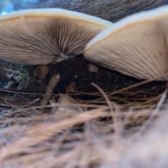 Crepidotus sp. at Moruya, NSW - suppressed