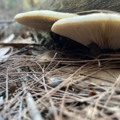 Crepidotus sp. at Moruya, NSW - suppressed