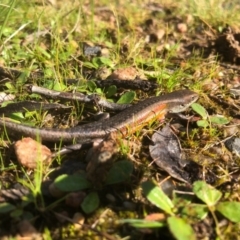 Carlia tetradactyla (Southern Rainbow Skink) at Albury - 22 Aug 2020 by DamianMichael