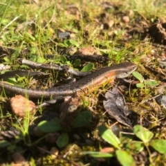 Carlia tetradactyla (Southern Rainbow Skink) at Albury - 21 Aug 2020 by Damian Michael