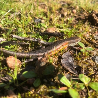 Carlia tetradactyla (Southern Rainbow Skink) at Albury - 22 Aug 2020 by DamianMichael
