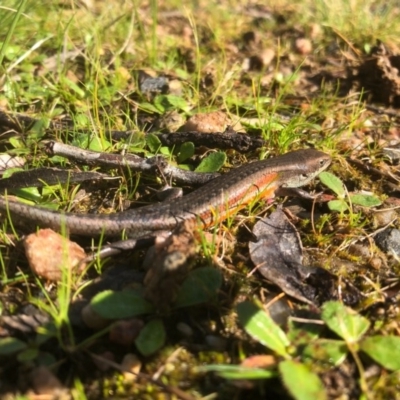 Carlia tetradactyla (Southern Rainbow Skink) at Hamilton Valley, NSW - 22 Aug 2020 by DamianMichael