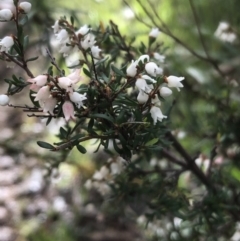 Cryptandra amara (Bitter Cryptandra) at Lavington, NSW - 22 Aug 2020 by DamianMichael