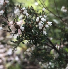 Cryptandra amara (Bitter Cryptandra) at Lavington, NSW - 21 Aug 2020 by Damian Michael