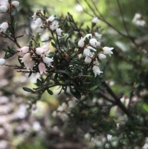 Cryptandra amara at Lavington, NSW - 22 Aug 2020