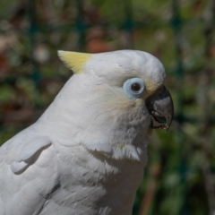 Cacatua galerita x tenuirostris/sanguinea (hybrid) (Sulphur-crested Cockatoo x Long-billed/Little Corella (Hybrid)) at Symonston, ACT - 22 Aug 2020 by rawshorty