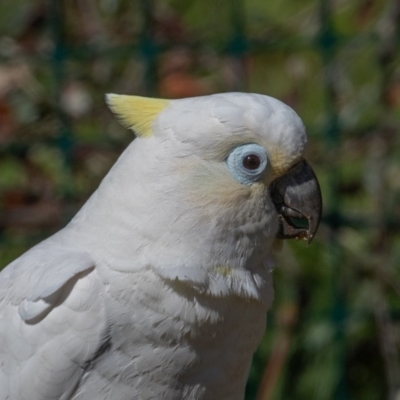 Cacatua galerita x tenuirostris/sanguinea (hybrid) (Sulphur-crested Cockatoo x Long-billed/Little Corella (Hybrid)) at Symonston, ACT - 22 Aug 2020 by rawshorty