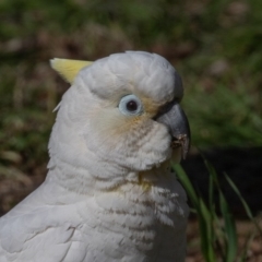 Cacatua galerita x tenuirostris/sanguinea (hybrid) at Symonston, ACT - 22 Aug 2020 10:59 AM