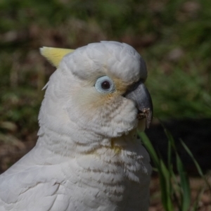 Cacatua galerita x tenuirostris/sanguinea (hybrid) at Symonston, ACT - 22 Aug 2020 10:59 AM