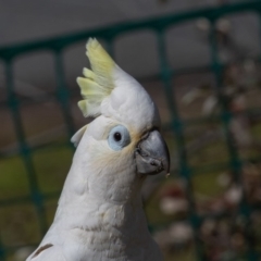 Cacatua galerita x tenuirostris/sanguinea (hybrid) at Symonston, ACT - 22 Aug 2020 10:59 AM