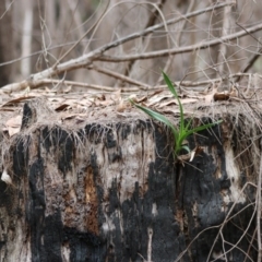 Cymbidium suave (Snake Orchid) at Broulee Moruya Nature Observation Area - 22 Aug 2020 by LisaH