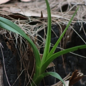 Cymbidium suave at Moruya, NSW - suppressed