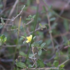 Hibbertia aspera subsp. aspera at Moruya, NSW - 22 Aug 2020 by LisaH