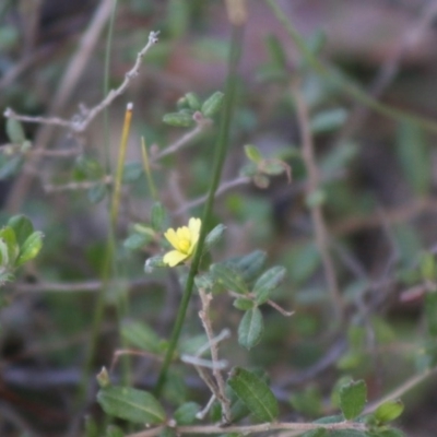 Hibbertia aspera subsp. aspera at Moruya, NSW - 22 Aug 2020 by LisaH