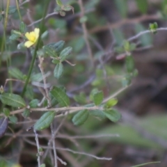 Hibbertia aspera subsp. aspera at Moruya, NSW - suppressed