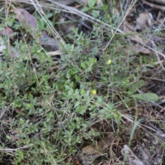 Hibbertia aspera subsp. aspera at Moruya, NSW - suppressed