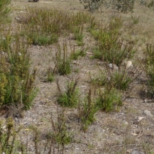 Xerochrysum sp. at Stromlo, ACT - 27 Sep 2017 11:53 AM