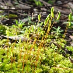 Rosulabryum sp. (A moss) at Bruce, ACT - 11 Aug 2020 by JanetRussell