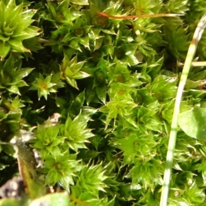 Rosulabryum sp. at Bruce, ACT - 11 Aug 2020