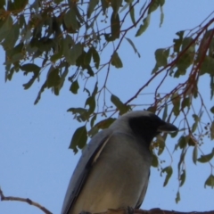 Coracina novaehollandiae (Black-faced Cuckooshrike) at Cooleman Ridge - 27 Sep 2017 by AndyRussell