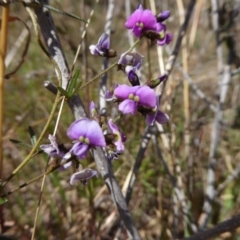 Glycine clandestina (Twining Glycine) at Stromlo, ACT - 27 Sep 2017 by AndyRussell