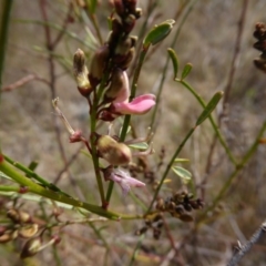 Indigofera adesmiifolia (Tick Indigo) at Cooleman Ridge - 27 Sep 2017 by AndyRussell