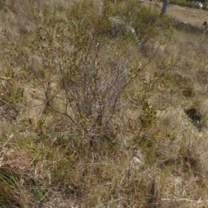 Indigofera adesmiifolia at Chapman, ACT - 27 Sep 2017