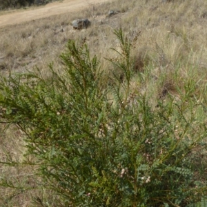 Indigofera adesmiifolia at Chapman, ACT - 27 Sep 2017