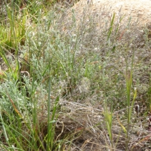 Vittadinia gracilis at Chapman, ACT - 27 Sep 2017