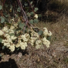 Eucalyptus polyanthemos subsp. polyanthemos (Red Box) at Cooleman Ridge - 27 Sep 2017 by AndyRussell