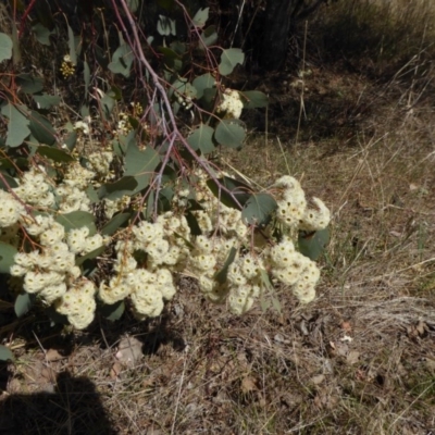 Eucalyptus polyanthemos subsp. polyanthemos (Red Box) at Cooleman Ridge - 27 Sep 2017 by AndyRussell