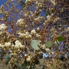 Eucalyptus polyanthemos subsp. polyanthemos at Stromlo, ACT - 27 Sep 2017 11:35 AM