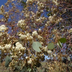 Eucalyptus polyanthemos subsp. polyanthemos at Stromlo, ACT - 27 Sep 2017